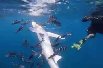 A Porto Selvaggio la storia di uno squalo fortunato, impigliato da una lenza e salvato da due subacquei  VIDEO