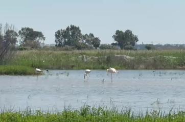 I fenicotteri sono tornati a Barletta: il video dalla piana dell'Ofanto