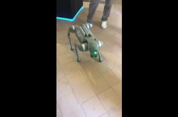 A Bernalda il futuro entra nel Castello Torremare: in scena il cane-robot SparkMe
