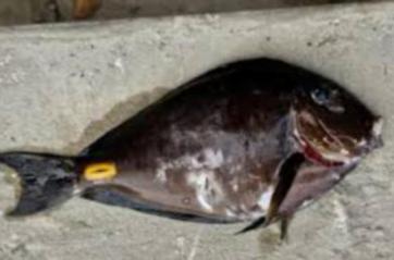 Il pesce con le &laquo;lamette&raquo; della Liberia arriva nel mare Adriatico: pu&ograve; causare ferite profonde agli umani