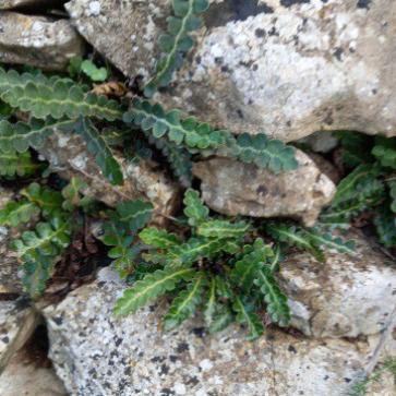 La foto del giorno del 10 febbraio 2025