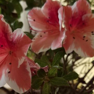 La foto del giorno del 12 aprile 2026