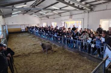 Arieti da record all’asta di Laurenzana: il migliore venduto a 1.300 euro: offerte da tutta Italia per le razze pregiate