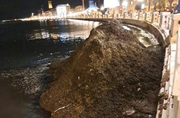 Bari, sul molo San Nicola si rimuove la posidonia accumulata: &laquo;La sua presenza &egrave; indice di buona salute delle acque&raquo;