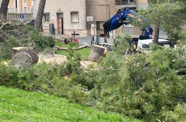 A Matera abbattuto il &laquo;boschetto&raquo;, la rabbia di Legambiente: &laquo;Impoverito il patrimonio verde gi&agrave; fragile&raquo;