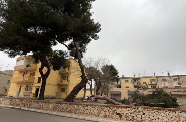 Abbattuti a Matera alberi pericolanti in via Sicilia: scatta la protesta di Legambiente