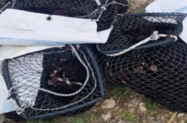 Maxi sequestro di ricci di mare e pesce serra in Salento