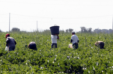 Matera, tutte le misure contro il caporalato nell'audizione in commissione Giustizia