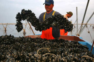 Dal mar Piccolo arrivano buone notizie: &laquo;Cozze non contaminate&raquo;
