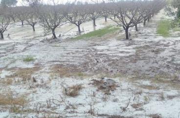 Grandinata nel Metapontino: &laquo;La Regione Basilicata non lasci soli gli agricoltori&raquo;