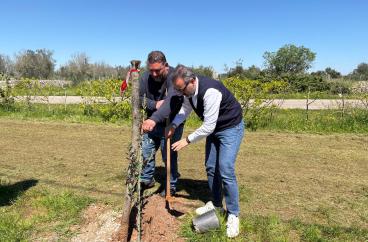 Ulivo simbolo di rinascita nel Salento piantato dall'assessore Paolicelli: la visita a Olivami