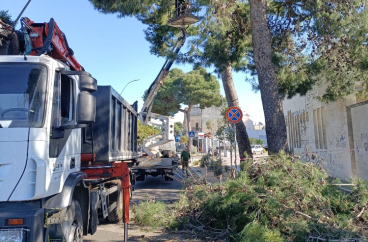 A Lecce &laquo;necessario sostituire gli 800 alberi di pino&raquo;: l'assessore annuncia la svolta sul verde