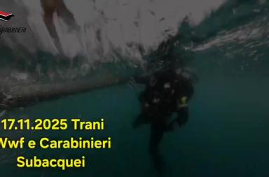 Trani, emozionante ritorno in mare per tre tartarughe caretta caretta