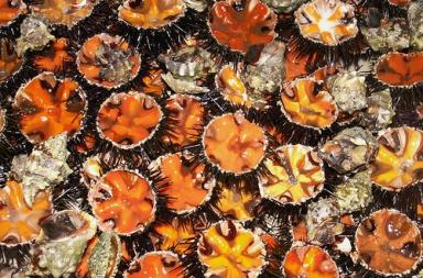 Pesca abusiva in Molise, pugliese bloccato con 200 kg di ricci di mare