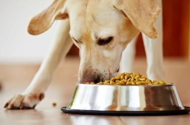 Mastocitoma cutaneo che fare per cane e gatto Mastocitoma cutaneo che fare per cane e gatto