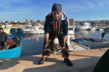 Salento, sos in mare: i pescatori salvano una rara tartaruga verde