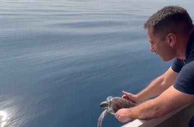 Taranto, fuori programma per la nave in missione: tartaruga salvata nel Mare Arabico