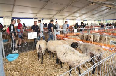 Agrilevante a Bari, boom di presenze nella sezione zootecnica: tra galline, mucche e pecore