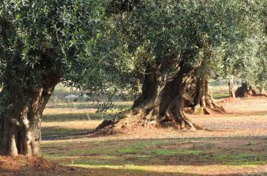 Energie rinnovabili, Puglia al top