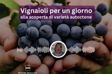 Basilicata in podcast, vignaioli per un giorno, alla scoperta di variet&agrave; autoctone