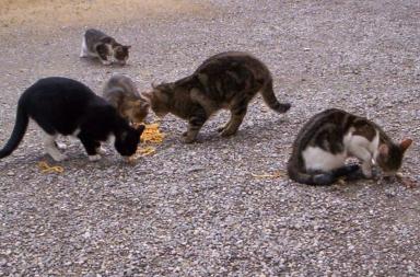 Brindisi, medico indagato. L'accusa: &laquo;Ha ucciso 3 gatti e tentato di sopprimere altri 5&raquo;