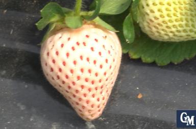 Ecco la fragola bianca made in Policoro: adatta anche per chi ha intolleranze