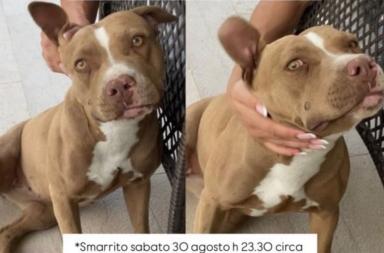 Ritrovata senza vita a Gravina il pitbull Tequila: orecchie tagliate e coda strappata, &egrave; caccia ai responsabili