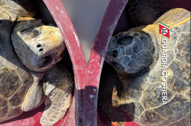 Gallipoli, 4 tartarughe tornano in mare dopo le cure nel Centro Recupero di Calimera VIDEO