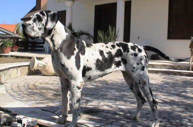 La torsione gastrica: consigli per evitarla