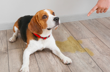 Anche il reflusso ha quattro zampe