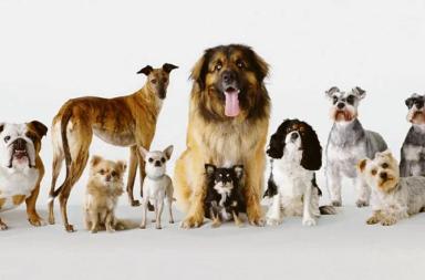 Canapa terapeutica per alcune malattie