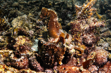 Taranto, liberati nel Mar Piccolo oltre 150 giovani cavallucci marini nati all&rsquo;Acquario di Genova