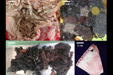 Bicchieri, buste e teli di plastica, mar Adriatico di morte per i capodogli Bicchieri, buste e teli di plastica, mar Adriatico di morte per i capodogli