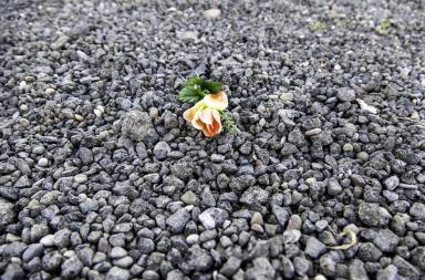 Quanta bellezza nasce dalla natura Quanta bellezza nasce dalla natura