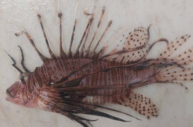 Allarme &laquo;specie alieni&raquo; nei mari del Salento: pescato il pesce scorpione a Ugento