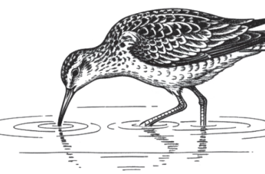 L&rsquo;estasi della memoria: traiettorie dell&rsquo;ultimo chiurlo