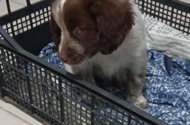 Abbandonata sulla strada: salvata una cucciola di Breton cieca tra Massafra e Palagiano. Albina ora cerca casa