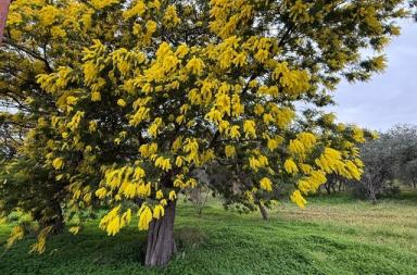 Gelo, nubifragi e mimose in fiore: il pazzo inverno della Puglia Gelo, nubifragi e mimose in fiore: il pazzo inverno della Puglia