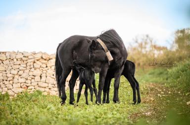 Putignano, il 2026 nascono due gemelli puledri Putignano, il 2026 nascono due gemelli puledri