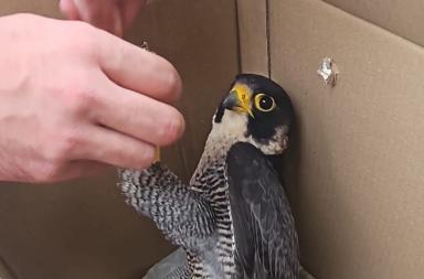Gagliano del Capo, salvato un falco pellegrino ferito a colpi di arma da caccia