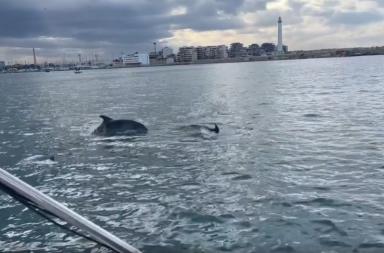 Spettacolo nel porto di Bari: branco di delfini osservato a caccia tra le banchine VIDEO Spettacolo nel porto di Bari: branco di delfini osservato a caccia tra le banchine VIDEO