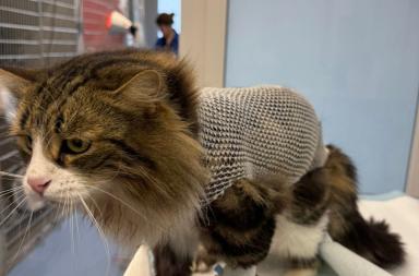 Spara con una pistola a piombini contro un gatto a Ostuni: il piccolo Dyson lotta tra la vita e la morte Spara con una pistola a piombini contro un gatto a Ostuni: il piccolo Dyson lotta tra la vita e la morte