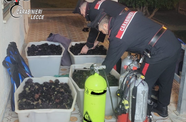 Porto Cesareo, sequestrati e rigettati in mare 4mila ricci di mare Porto Cesareo, sequestrati e rigettati in mare 4mila ricci di mare