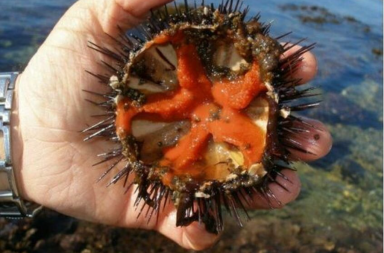 I ricci di mare scarseggiano in Puglia: sono più preziosi dell’oro. Il fermo biologico e le importazioni fanno volare i prezzi I ricci di mare scarseggiano in Puglia: sono più preziosi dell’oro. Il fermo biologico e le importazioni fanno volare i prezzi