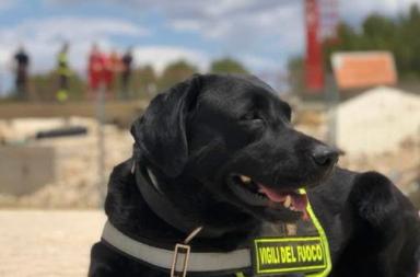 Mickey, il labrador eroe dei Vigili del Fuoco di Lecce va in pensione dopo 8 anni di onorato servizio