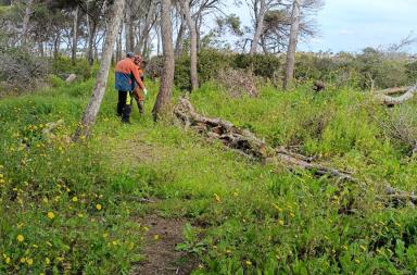 Isola dei Conigli a Porto Cesareo: avviati i lavori di manutenzione e tutela ambientale