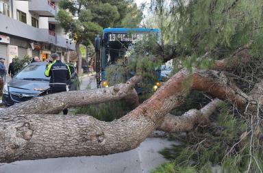 Foggia, albero di grandi dimensioni si abbatte su un autobus: sfiorata la strage FOTO/VIDEO