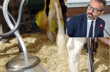 Puglia, raggiunta l'intesa sul prezzo del latte: 51 centesimi a litro. I produttori: non copre i costi Puglia, raggiunta l'intesa sul prezzo del latte: 51 centesimi a litro. I produttori: non copre i costi