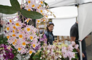 Guerra in Iran, anche gli imballaggi impennano: &laquo;Il florovivaismo &egrave; in difficolt&agrave;&raquo;