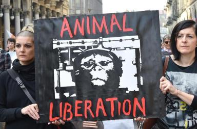 Gli eurodeputati esortano a mettere fine a sperimentazione animale